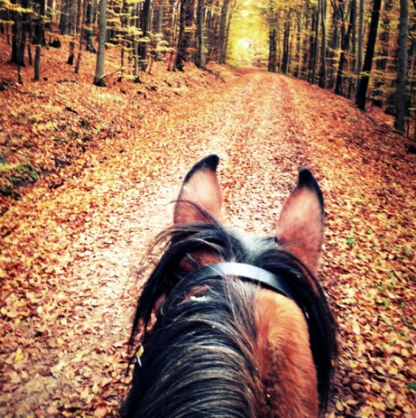 Equus Antistress Pause - Ranch Terra, Irinovac, HR